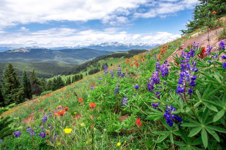 wildflowers on vail mountain